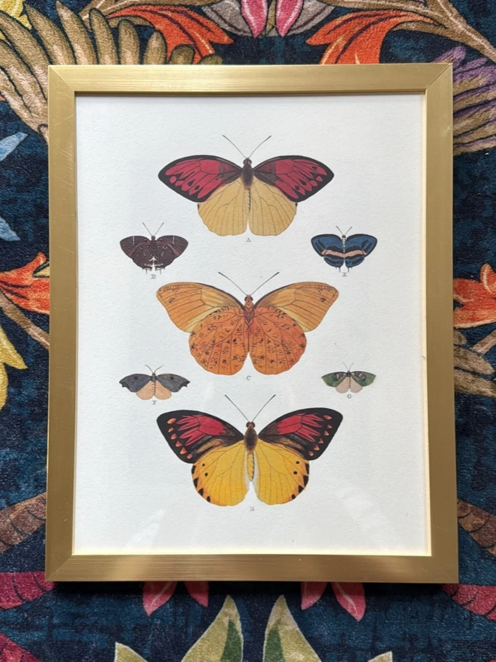 Botanical Butterfly Art Print in Gold Frame